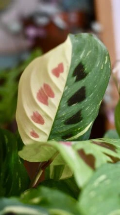 Variegated Maranta Leuconeura Kercho *rare* -Verdant Haven Sales Store 98bb8d 9c6a1f46a65a40b9b9b06ced1eea274b mv2