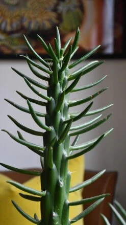 Opuntia Subulata *very Rare* -Verdant Haven Sales Store 98bb8d 9d2bfbd1f267480197c8df0292176f8f mv2