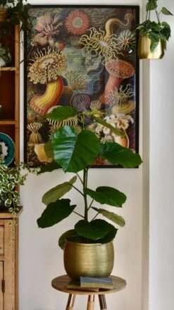 Ficus Umbellata -Verdant Haven Sales Store 98bb8d 9df993281825441d9a5a52cf94e32d00 mv2