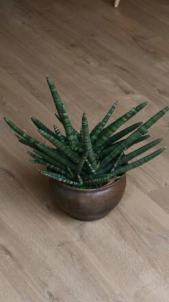 Sansevieria Cylindrica | Cylindrical Snake Plant -Verdant Haven Sales Store 98bb8d 9ed5f899a7464cc484cabcdc40ebedb6 mv2