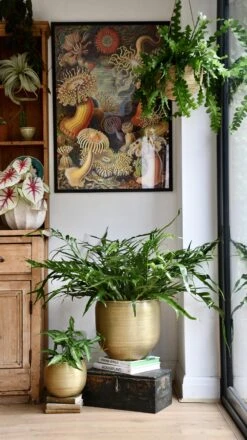 XL Aglomorpha Coronans - Snake Leaf Fern 9 XL Aglomorpha Coronans - Snake Leaf Fern -Verdant Haven Sales Store 98bb8d 9f075e29abf041f79e5fefedb5c7d5c2 mv2