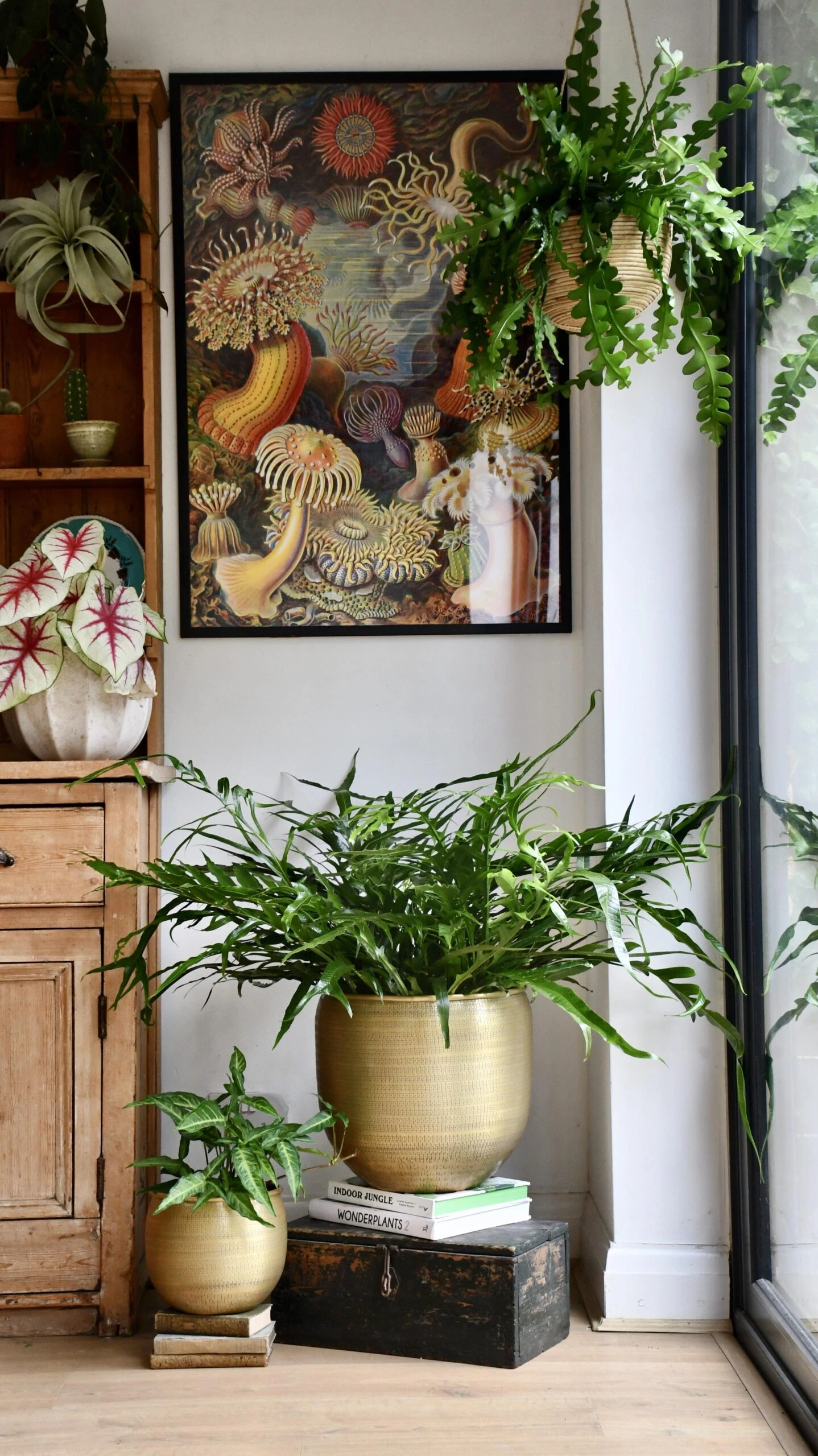 XL Aglomorpha Coronans - Snake Leaf Fern 3 XL Aglomorpha Coronans - Snake Leaf Fern - Image 3