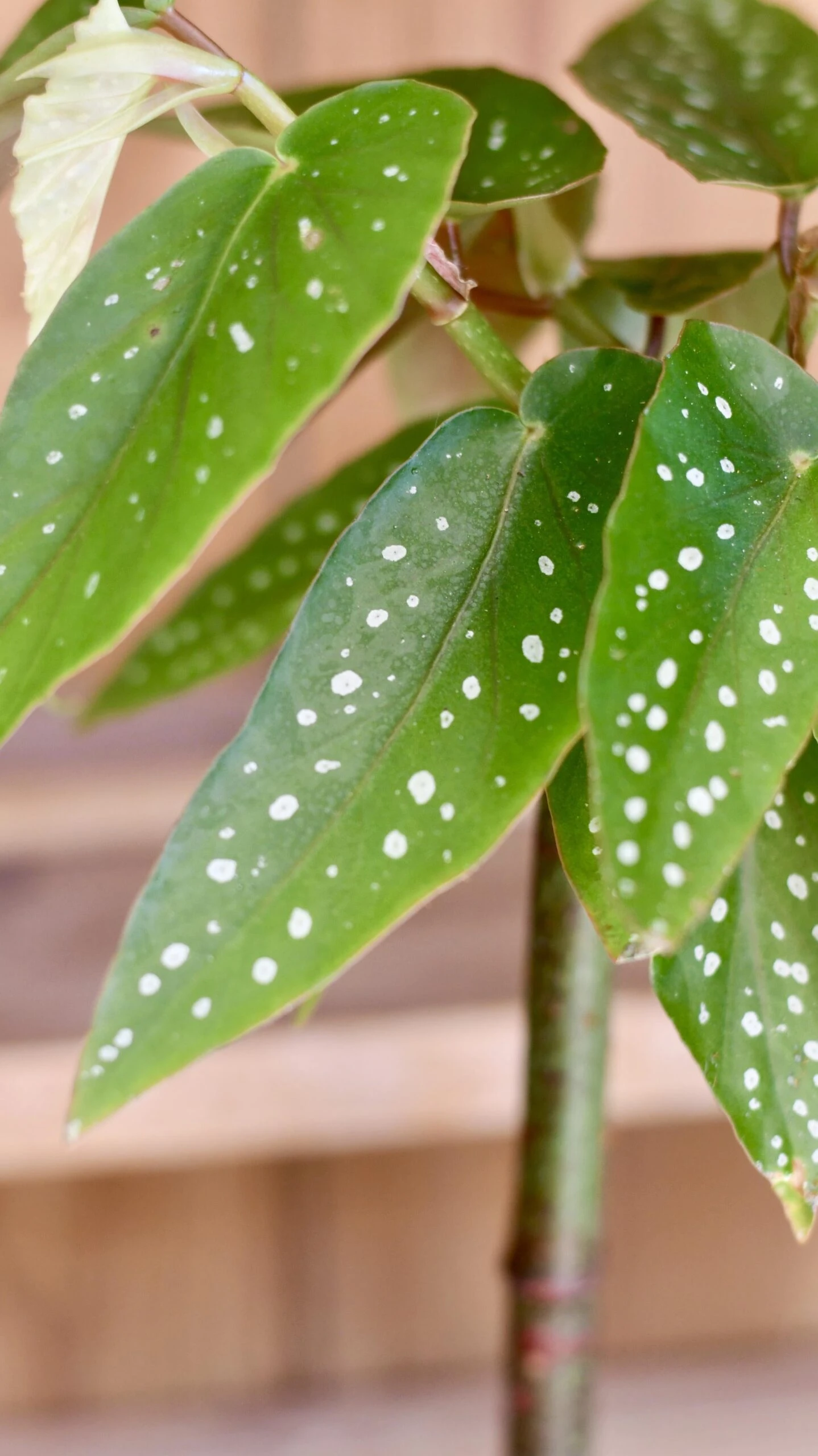 Tamaya, Begonia Maculata 2 Tamaya, Begonia Maculata - Image 2