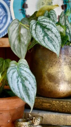 Philodendron Brandtianum On Moss Pole 8 Philodendron Brandtianum On Moss Pole -Verdant Haven Sales Store 98bb8d a15a764802ae4b8c9569e4826a8a6573 mv2 a2d0112b 991e 4d7c bc12 7b215221eaef