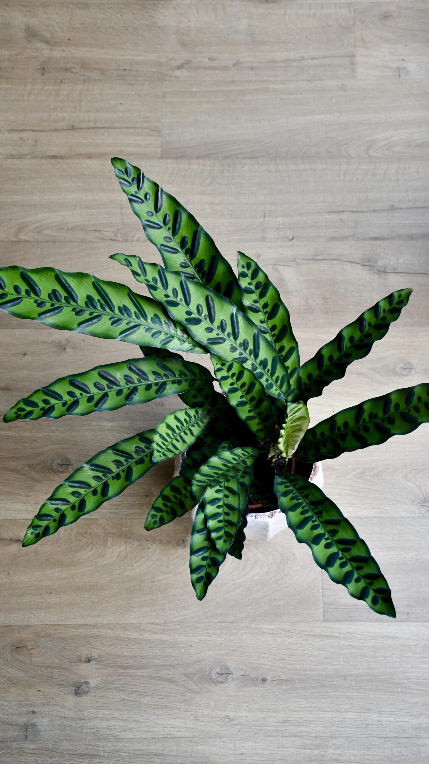 Large Rattlesnake Plant & Tembesi Pot 2 Large Rattlesnake Plant & Tembesi Pot - Image 2