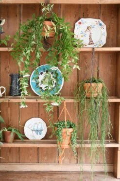 Hoya Linearis, Wax Plant -Verdant Haven Sales Store 98bb8d a2ee6670caab41a2862e3bd12a2d09d1 mv2 d 2848 4272 s 4 2