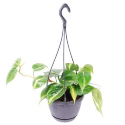 Hanging Philodendron Scandens Brasil -Verdant Haven Sales Store 98bb8d a3c563da83b64a0ea9867addf4d860c3 mv2
