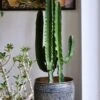 Tall Euphorbia Cactus