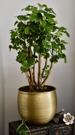 Polyscias Balfouriana | Aralia Balfour -Verdant Haven Sales Store 98bb8d a44c10090705429b93ade8080b01b7d8 mv2