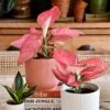 Aglaonema Pink Star And Vibes Pot