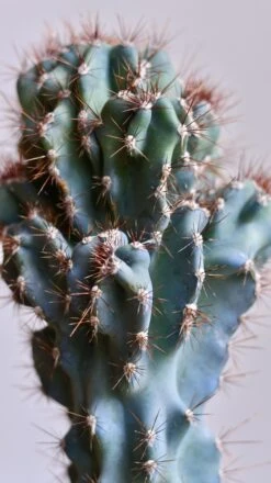 Cereus Peruvianus ‘Monstrosus’ -Verdant Haven Sales Store 98bb8d a4a1d1560ef9420ea7ca9003d0d77f3d mv2