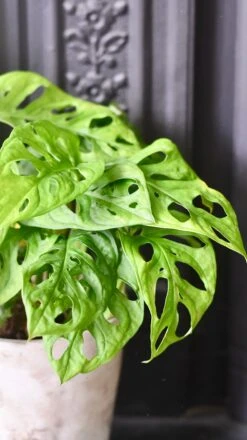 Monstera Obliqua - 'monkey Mask' -Verdant Haven Sales Store 98bb8d a5088f60d67543a3af5ab462ebd3f341 mv2