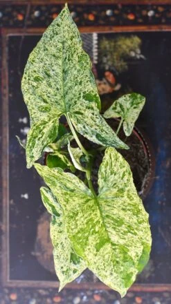 Syngonium Mottled | Mojito -Verdant Haven Sales Store 98bb8d a528e443dbe64efdb0e33b7a07902803 mv2
