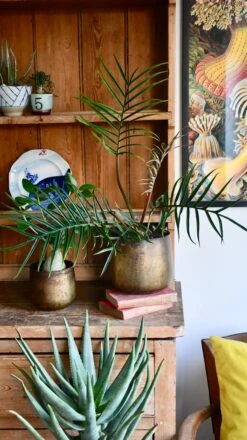 Philodendron Tortum *Rare* -Verdant Haven Sales Store 98bb8d a6163e3d2a884109a4bed9287235a1a8 mv2