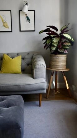 XL Calathea Rosea-picta Silvia -Verdant Haven Sales Store 98bb8d a73d2b4030914daeb4fea7766ff9b7d5 mv2