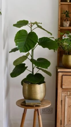 Ficus Umbellata -Verdant Haven Sales Store 98bb8d a796e8a9ad1c480da5b7ac7df5dd2602 mv2