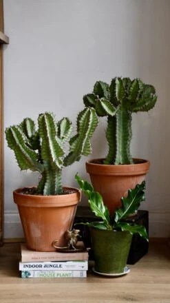 Euphorbia Cooperi -Verdant Haven Sales Store 98bb8d a7c40afe505848ad87bd69a576f92a1b mv2