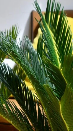 Cycas Revoluta - Sago Palm -Verdant Haven Sales Store 98bb8d a88fe705dce44e1d87523b4c833e0930 mv2