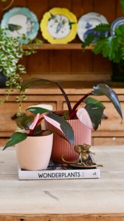 Pink Princess Philodendron 9cm Pot -Verdant Haven Sales Store 98bb8d a8cbbc0cdf7a4fd5b54dbebf70f96c81 mv2