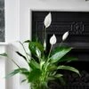 Spathiphyllum Verdi, Peace Lilly 17cm X 70cm