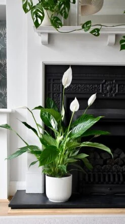 Spathiphyllum Verdi, Peace Lilly 17cm X 70cm
