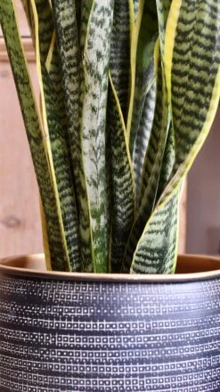 Sansevieria Trifasciata Laurentii & Brass Pot -Verdant Haven Sales Store 98bb8d a9f107b85e0947818e2a176e9f4bf9b3 mv2