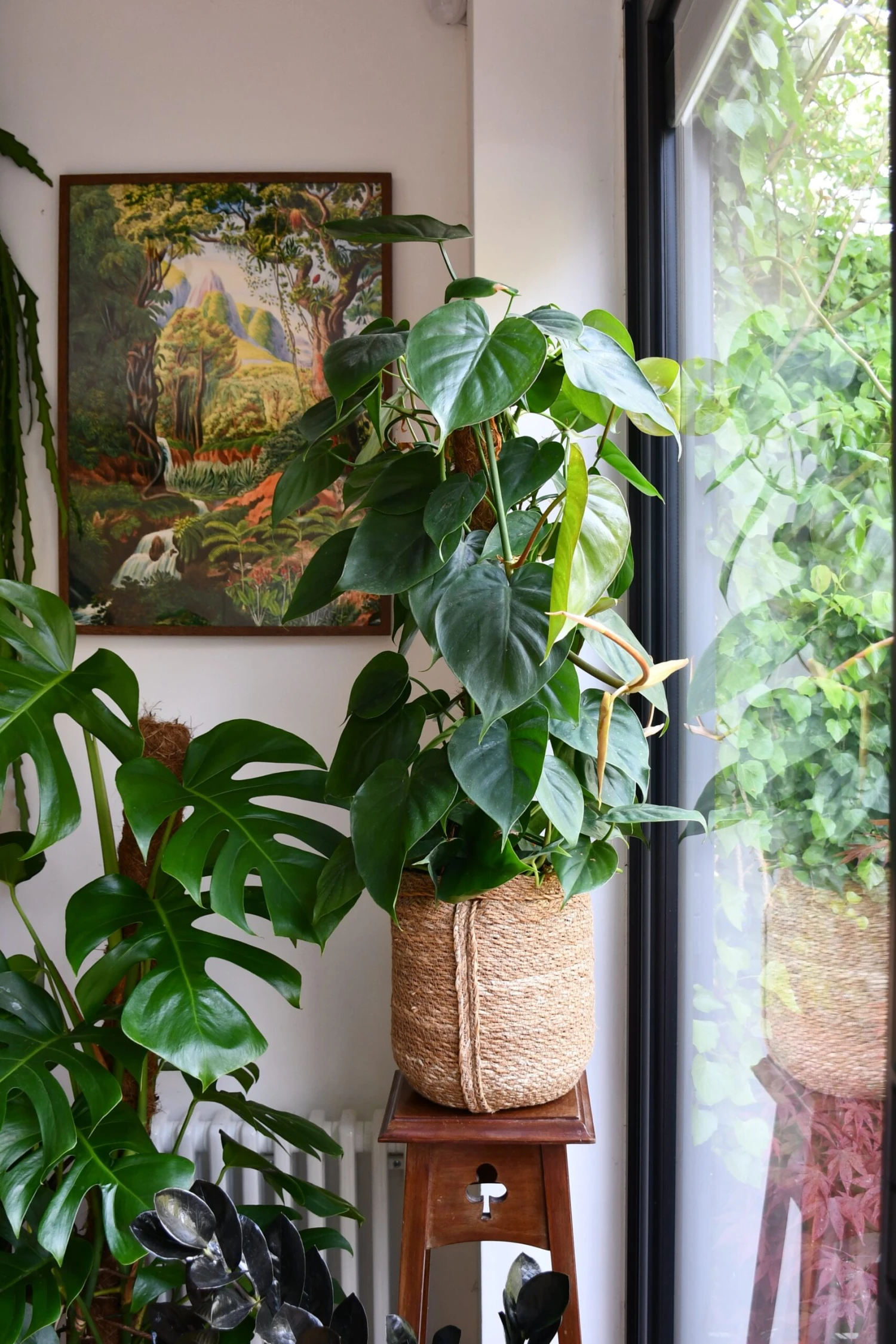 Philodendron Scandens On Moss Pole - Heart Leaf - Sweetheart Plant 1 Philodendron Scandens On Moss Pole - Heart Leaf - Sweetheart Plant