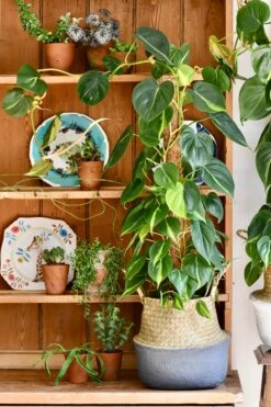 Philodendron Scandens Brasil -Verdant Haven Sales Store 98bb8d ad3110a07584484ab725e9a2a73adb07 mv2 d 2786 4179 s 4 2