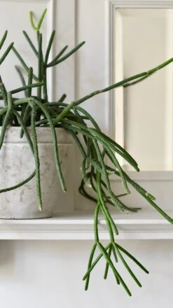 Rhipsalis Pulvinigerum, Mistletoe Cactus -Verdant Haven Sales Store 98bb8d adcd81da06b44b148cb101acf95a5300 mv2