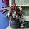 Calathea Stromanthe Triostar & Tembesi Pot
