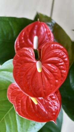 Red Anthurium Andraeanum | Flamingo Flower -Verdant Haven Sales Store 98bb8d ae931e41e8b74006b64de062d22a5640 mv2 f2cceeaa b3e1 4397 924f 6d155b7dfd5f