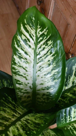 Dieffenbachia Tropic Snow (Dumb Cane) 5 Dieffenbachia Tropic Snow (Dumb Cane) -Verdant Haven Sales Store 98bb8d aedddf71339a4c7e8889c04f4b4a43de mv2