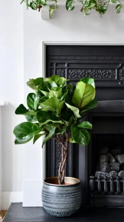 Fiddle Leaf Fig (Plaited Stem) -Verdant Haven Sales Store 98bb8d af28f4fa4724469d89a0a7ef78e02bf7 mv2 69ad66f5 a34c 445d 88d6 ac7eabd5f161