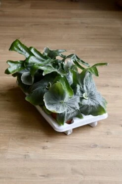 Platycerium Superbum | Staghorn Fern *rare* -Verdant Haven Sales Store 98bb8d afc77a45ebab4e88b6f250179f5fd224 mv2