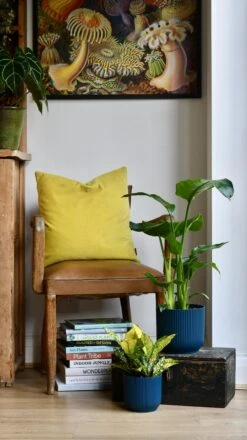 Strelitza Nicolai - White Bird Of Paradise And Vibes Pot -Verdant Haven Sales Store 98bb8d b0b0676a555e4409934c909a25aa52a0 mv2