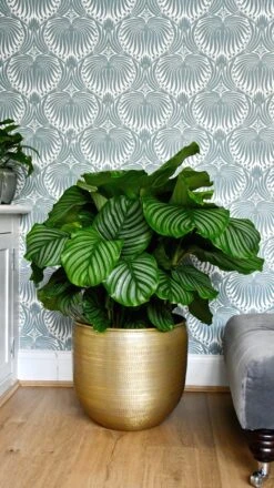 Large Calathea Orbifolia