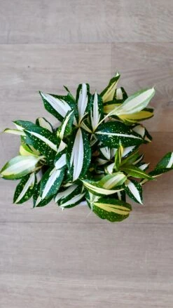 Dracaena Surculosa 'Milky Way' -Verdant Haven Sales Store 98bb8d b143d341b7b04aecbf915b6bdba65a60 mv2