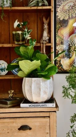 Bonsai Fig Tree ‘Ficus Lyrata' -Verdant Haven Sales Store 98bb8d b1dcc19a8c1d4145a8cda39847fc38da mv2