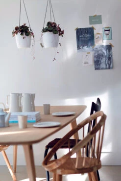 Scindapsus Pictus & Hanging Basket -Verdant Haven Sales Store 98bb8d b2198667ac244ac4ae70d9c3b7e1f4b6 mv2 773cda83 a037 4c28 bf66 263bcf1291ad