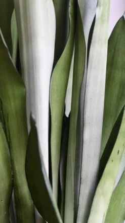 Sansevieria Trifasciata 'Moonshine' *Rare* -Verdant Haven Sales Store 98bb8d b27f1420a378475493849b2e0b988c42 mv2