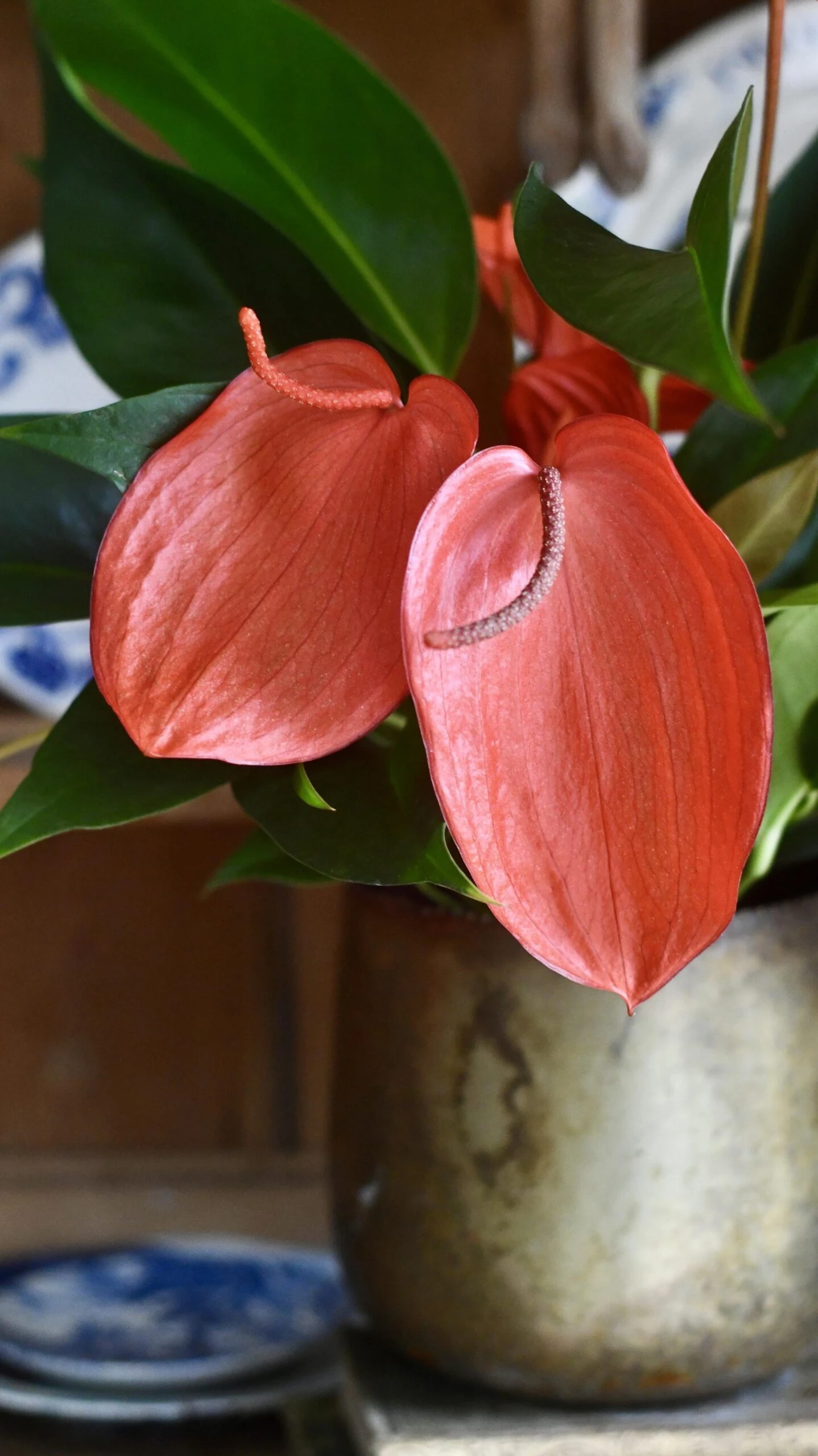 Anthurium Scherzeria 'Christine' 2 Anthurium Scherzeria 'Christine' - Image 2