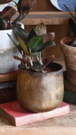 Black Velvet Jewel Orchid *rare* (Ludisia Discolor Black Velvet) 17 Black Velvet Jewel Orchid *rare* (Ludisia Discolor Black Velvet) -Verdant Haven Sales Store 98bb8d b33773d10fe84e4fa5dc6f99ff449346 mv2