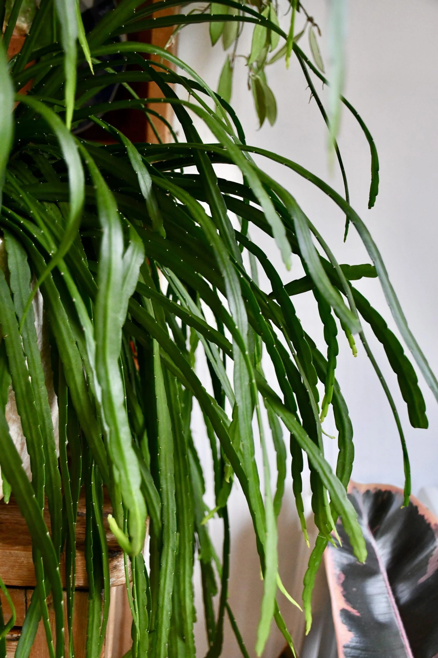 Large Lepismium Cactus (Bolivianum Forest Cactus) 2 Large Lepismium Cactus (Bolivianum Forest Cactus) - Image 2