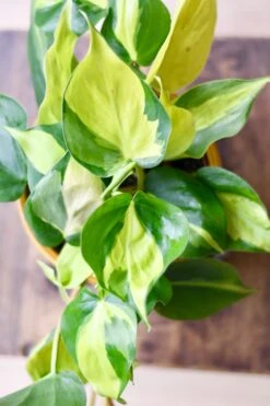 Philodendron Scandens Brasil In Atsu Brass Pot -Verdant Haven Sales Store 98bb8d b52d6e51cdf447acbd05057762702f21 mv2 d 4272 2848 s 4 2 5c364b42 f22b 4212 b786 fd78c018b13a