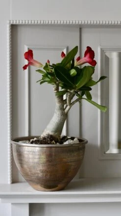 Adenium Obesum -Desert Rose 10cm X 30cm