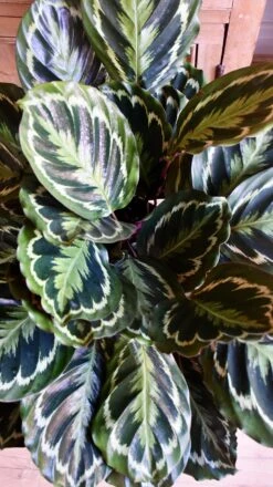 XL Calathea Roseopicta 'Medallion' 7 XL Calathea Roseopicta 'Medallion' -Verdant Haven Sales Store 98bb8d b62337bed3ca4f7380ff291d38885f6f mv2