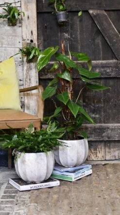 Philodendron Red Emerald -Verdant Haven Sales Store 98bb8d b623f05281fd4724af60872a2ffcd260 mv2