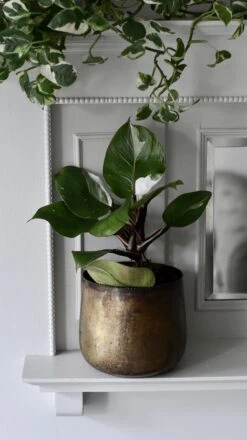 Philodendron White Knight 18 Philodendron White Knight -Verdant Haven Sales Store 98bb8d b62891fee512441f911c28d5926f296e mv2