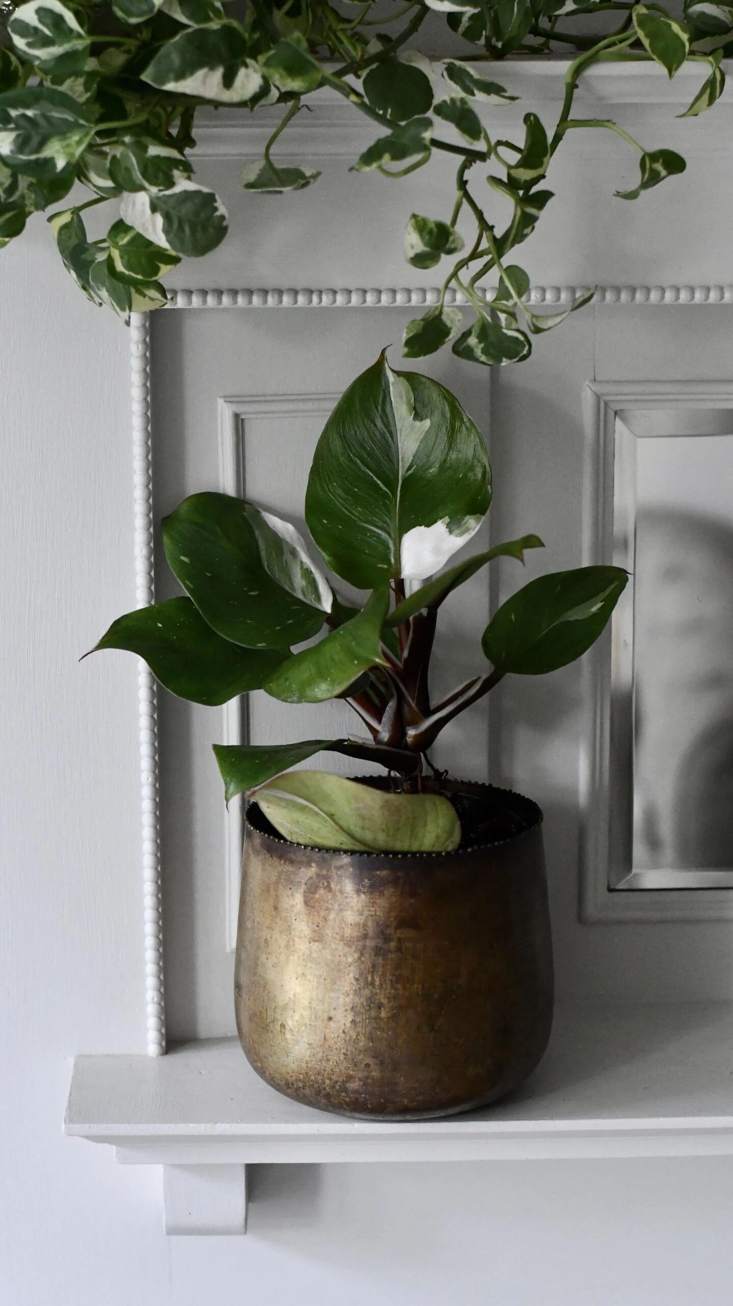 Philodendron White Knight 8 Philodendron White Knight - Image 8