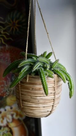 Selenicereus Validus -Verdant Haven Sales Store 98bb8d b74d81c8b4a644cf84033483f2e675a2 mv2